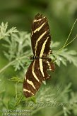 FLJZ1124620 zebravlinder / Heliconius charitonius