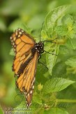 FLJZ1124623 Monarchvlinder / Danaus plexippus