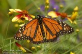 FLJZ1124628 Monarchvlinder / Danaus plexippus