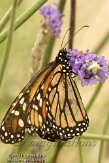 FLJZ1124631 Monarchvlinder / Danaus plexippus