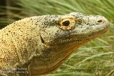 FLJZ1124643 komodovaraan / Varanus komodoensis