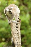 FLJZ1124667 ringstaartmaki / Lemur catta