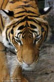 FLLP1123601 Maleise tijger / Panthera tigris jacksoni