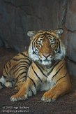 FLLP1123604 Maleise tijger / Panthera tigris jacksoni