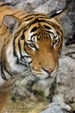 FLLP1123620 Maleise tijger / Panthera tigris jacksoni