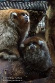 FLLP1123635 Boliviaanse grijze titi / Callicebus donacophilus