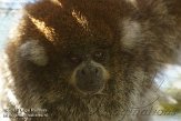 FLLP1123644 Boliviaanse grijze titi / Callicebus donacophilus