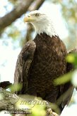 FLLP1123685 Zuidelijke Amerikaanse zeearend / Haliaeetus leucocephalus leucocephalus