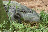 FLLP1123711 Amerikaanse alligator / Alligator mississippiensis