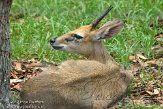 FLLP1123728 gewone duiker / Sylvicapra grimmia