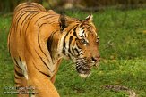 FLZM1124250 Maleise tijger / Panthera tigris jacksoni