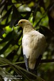 FLZM1124258 bonte muskaatduif / Ducula bicolor