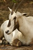 FLZM1124306 Arabische oryx / Oryx leucoryx