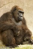 FLZM1124315 westelijke laaglandgorilla / Gorilla gorilla gorilla