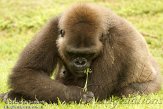 FLZM1124317 westelijke laaglandgorilla / Gorilla gorilla gorilla