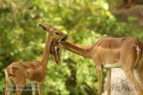 ZooMiami 2012