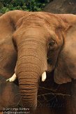 GAZA1125165 Afrikaanse olifant / Loxodonta africana