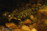 GAZA1125207 tijgersalamander / Ambystoma tigrinum