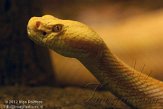 GAZA1125219 albino bosratelslang / Crotalus horridus