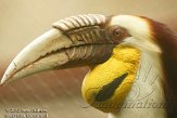 GAZA1125229 gewone jaarvogel / Rhyticeros undulatus