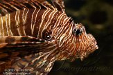 GAGA1124772 gewone koraalduivel / Pterois volitans