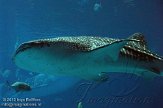 GAGA1124950 walvishaai / Rhincodon typus