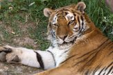 IDIZ1185375 Siberische tijger / Panthera tigris altaica