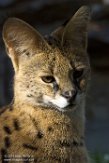 IDIZ1185385 serval / Leptailurus serval