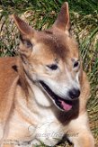 IDIZ1185408 Nieuw-Guinea zingende hond / Canis lupus hallstromi