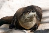 IDIZ1185427 Noord-Amerikaanse otter / Lontra canadensis