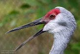 MDMZ1197280 Canadese kraanvogel / Grus canadensis