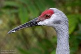 MDMZ1197293 Canadese kraanvogel / Grus canadensis