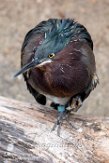 MDMZ1197296 groene reiger / Butorides virescens