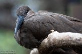 MDMZ1197328 hamerkop / Scopus umbretta