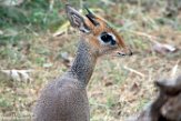 MDMZ1197353 Kirks dikdik / Madoqua kirkii