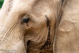 MDMZ1197359 Afrikaanse olifant / Loxodonta africana