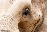 MDMZ1197362 Afrikaanse olifant / Loxodonta africana