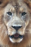 MDMZ1197368 Afrikaanse leeuw / Panthera leo