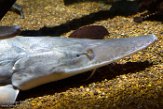 MDNA1197429 Scaphirhynchus platorynchus (shovelnose sturgeon)