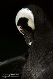 MANA1155656 zwartvoetpinguïn / Spheniscus demersus