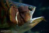 MANA1155698 Aziatische arowana / Scleropages formosus