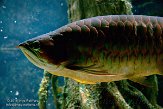 MANA1155701 Aziatische arowana / Scleropages formosus