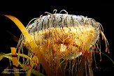 MANA1155709 flower hat jelly / Olindias formosa