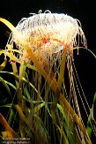 MANA1155714 flower hat jelly / Olindias formosa