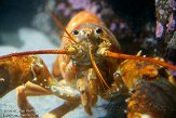 MANA1155730 Amerikaanse kreeft / Homarus americanus