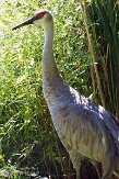 MASZ1155881 Canadese kraanvogel / Grus canadensis