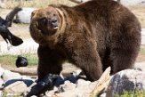 MTGC1185493 grizzlybeer / Ursus arctos horribilis