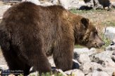 MTGC1185507 grizzlybeer / Ursus arctos horribilis