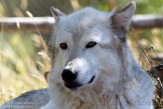 MTGC1185513 wolf / Canis lupus
