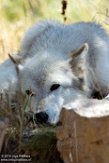 MTGC1185517 wolf / Canis lupus
